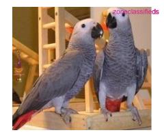 Sweet and lovely African grey parrots for sale - Image 1/2