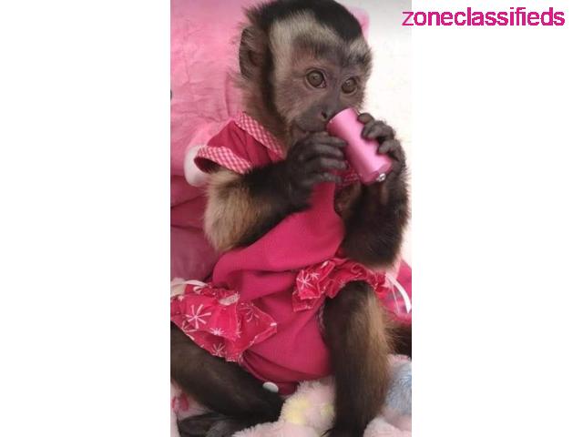 Awesome Capuchin Monkeys for Adoption - 2/3