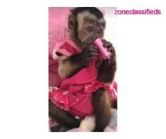 Awesome Capuchin Monkeys for Adoption