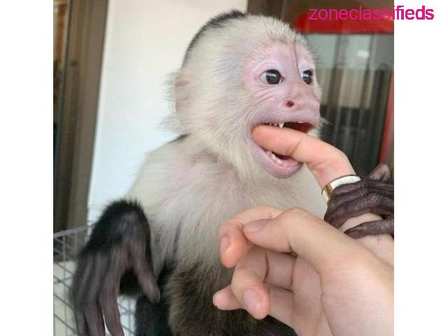 Licensed Capuchin Monkey ready now for adoption - 1/2
