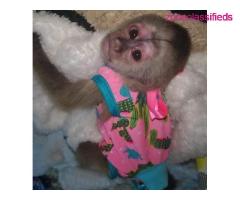 Licensed Capuchin Monkey ready now for adoption - Image 2/2