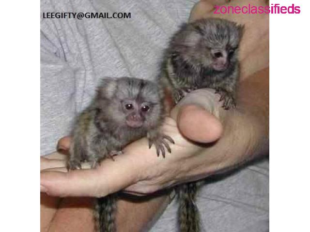 Socialized  finger baby, marmoset monkeys for sale - 1/1