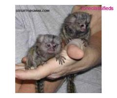 Socialized  finger baby, marmoset monkeys for sale