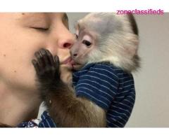 Intelligent  baby capuchin, monkeys for sale