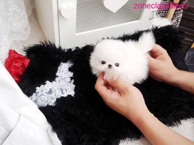 Pure Breed Teacup Pomeranian puppies for sale - 1/1