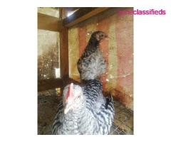 For your Poultry Setup,Feeds, Vaccination, Repair and Maintenance - CALL 08137053768 - Image 1/9