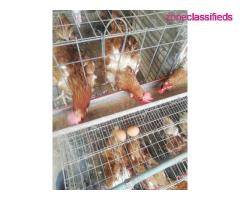 For your Poultry Setup,Feeds, Vaccination, Repair and Maintenance - CALL 08137053768 - Image 2/9