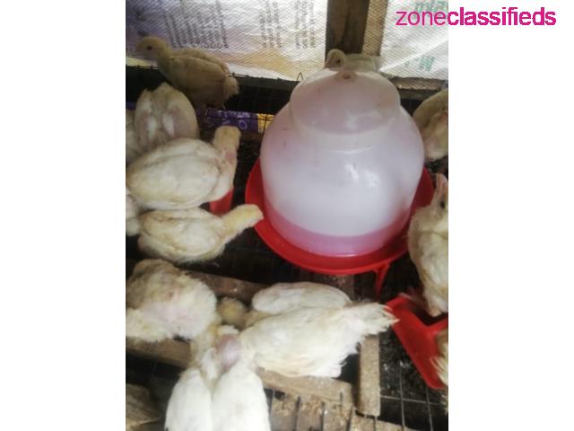 For your Poultry Setup,Feeds, Vaccination, Repair and Maintenance - CALL 08137053768 - 3/9