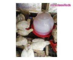 For your Poultry Setup,Feeds, Vaccination, Repair and Maintenance - CALL 08137053768