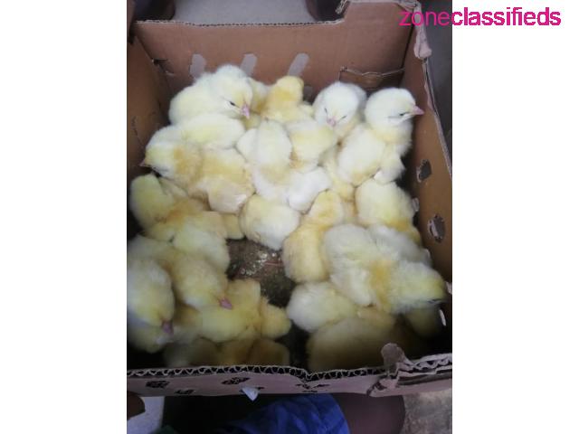 For your Poultry Setup,Feeds, Vaccination, Repair and Maintenance - CALL 08137053768 - 4/9