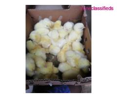 For your Poultry Setup,Feeds, Vaccination, Repair and Maintenance - CALL 08137053768 - Image 4/9