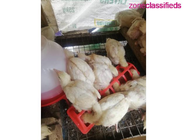 For your Poultry Setup,Feeds, Vaccination, Repair and Maintenance - CALL 08137053768 - 6/9