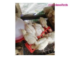 For your Poultry Setup,Feeds, Vaccination, Repair and Maintenance - CALL 08137053768 - Image 6/9