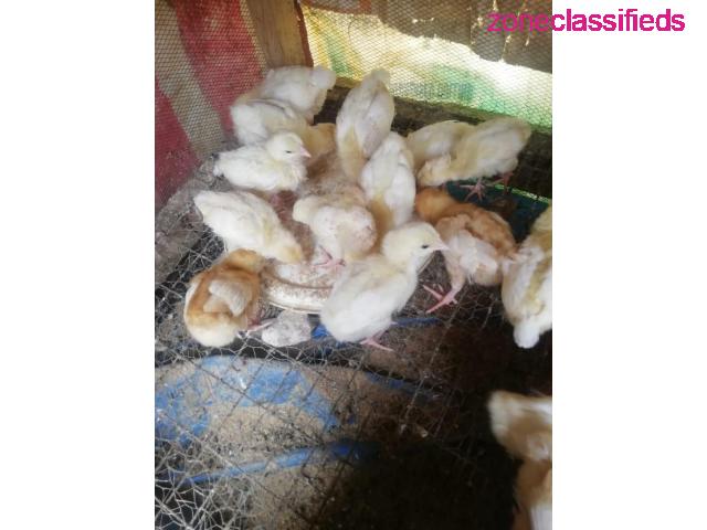 For your Poultry Setup,Feeds, Vaccination, Repair and Maintenance - CALL 08137053768 - 7/9