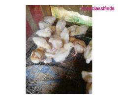 For your Poultry Setup,Feeds, Vaccination, Repair and Maintenance - CALL 08137053768 - Image 7/9