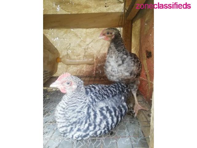 For your Poultry Setup,Feeds, Vaccination, Repair and Maintenance - CALL 08137053768 - 8/9