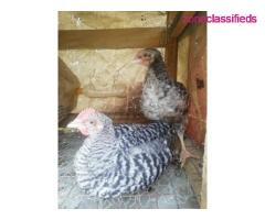 For your Poultry Setup,Feeds, Vaccination, Repair and Maintenance - CALL 08137053768 - Image 8/9