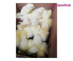 For your Poultry Setup,Feeds, Vaccination, Repair and Maintenance - CALL 08137053768 - Image 9/9