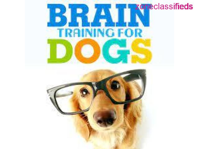 Dog education with heart and brain - 1/2