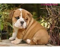 Male and female English bulldog puppies for free adoption