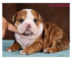 Male and female English bulldog puppies for free adoption