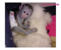 Lovely Capuchin monkeys for new homes