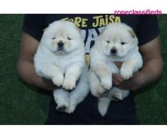 cute chow chow puppies for sale