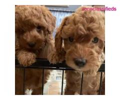 Puppies for sale,healthy and sound