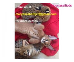 Caracal kittens available for sale - Image 1/3