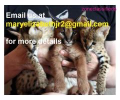 Caracal kittens available for sale
