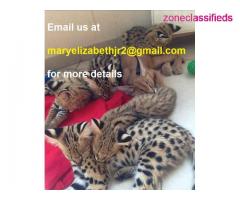 Caracal kittens and serval available for sale