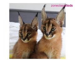 Caracal kittens and serval available for sale - Image 3/3