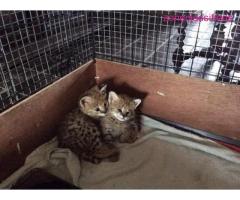 TICA Registered caracal and Serval Kittens for adoption - Image 4/4