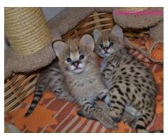 Exotic home raise caracal kittens and serval kittens for adoption - Image 1/3