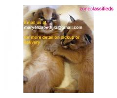 Exotic home raise caracal kittens and serval kittens for adoption - Image 2/3