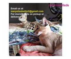 Exotic home raise caracal kittens and serval kittens for adoption