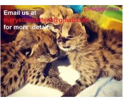 TICA Registered Savannah kittens, caracal lynx, ocelot kittens and Serval Kittens - Image 1/3