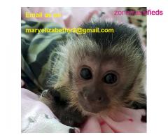Little perfect male and female baby capuchin monkey for sale - Image 1/4