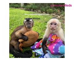 Little perfect male and female baby capuchin monkey for sale - Image 2/4