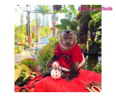 Little perfect male and female baby capuchin monkey for sale