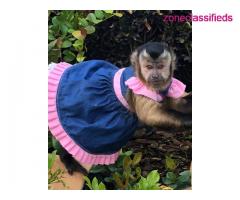 Little perfect male and female baby capuchin monkey for sale - Image 4/4