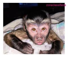 We have sweat baby capuchin monkey for adoption pay asap - Image 3/5