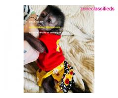We have sweat baby capuchin monkey for adoption pay asap