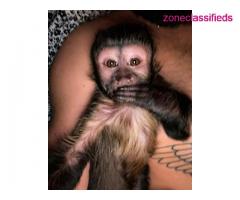 We have sweat baby capuchin monkey for adoption pay asap - Image 3/3