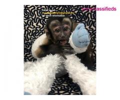 Indoor hand raise male & female capuchin monkey  for sale locally - Image 1/4