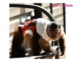 Indoor hand raise male & female capuchin monkey  for sale locally