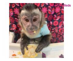 Indoor hand raise male & female capuchin monkey  for sale locally - Image 3/4