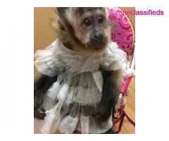 Indoor hand raise male & female capuchin monkey  for sale locally - Image 4/4