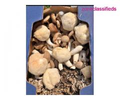 Mushrooms - Image 2/4