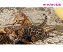 TICA reg brown rosette bengal female kittens - Image 1/4
